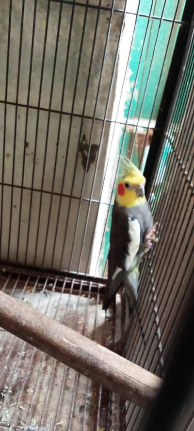 cocktail with cage