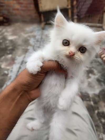 Persian Cat