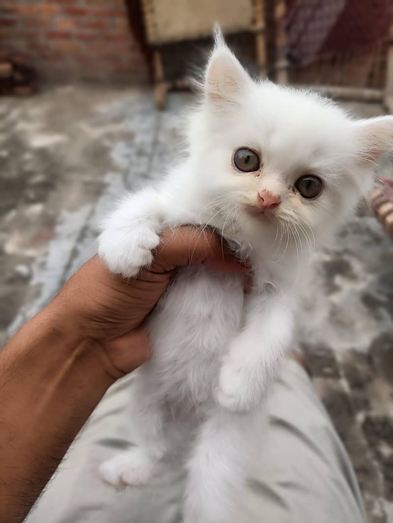 Persian Cat 0