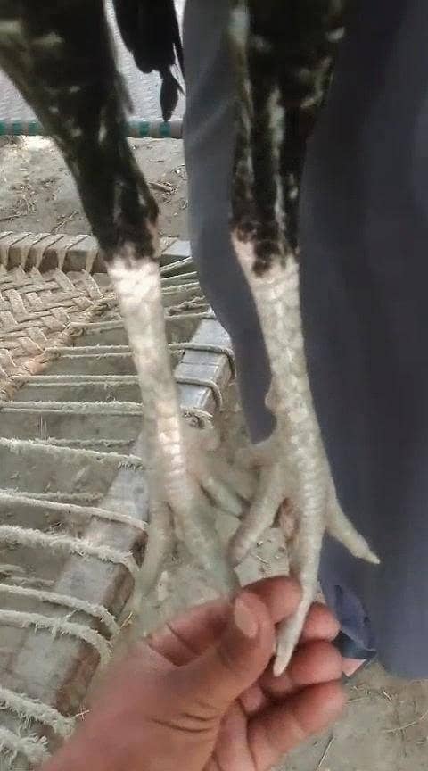 Aseel sindhi patha 8
