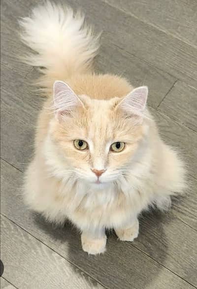 Persian cat for urgent sale going to Qatar 03327930934 paid adoption