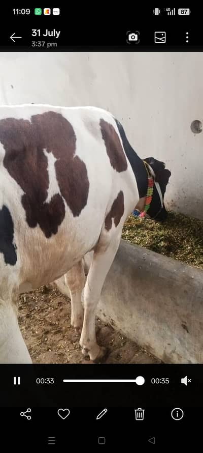 dach freezan Cara's nasal