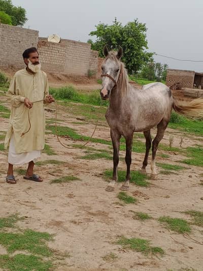 Ghori / Mare / Horse for sale