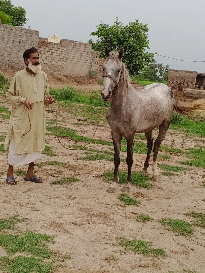 Ghori / Mare / Horse for sale