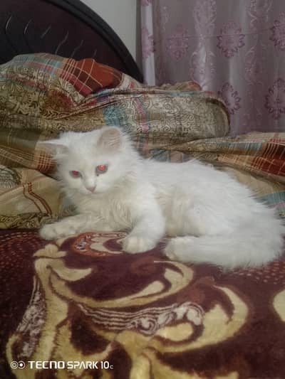 Persian Tripple Coat Female Cat