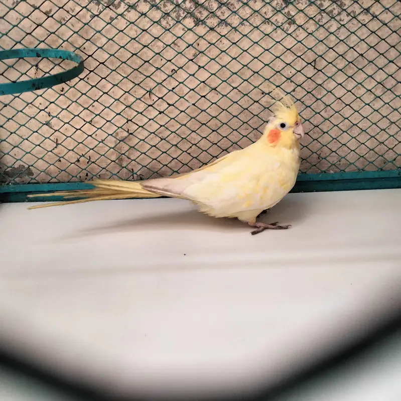 breeder female off-white with german eyes jambo size — photo 2