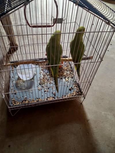 2  healthy and beautiful