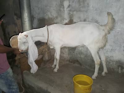 Gulabi Rajanpuri Bakri – 4 Dant, Healthy & Beautiful