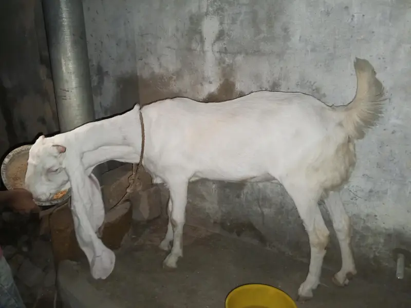 Gulabi Rajanpuri Bakri – 4 Dant, Healthy & Beautiful — photo 2