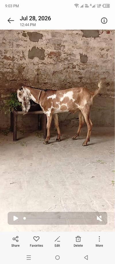 breeder qawalti ma ha achi hait ha age 4sy 5 manth ha location hajabad