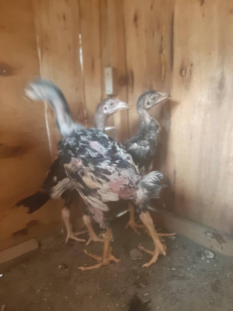 imported chicks 1