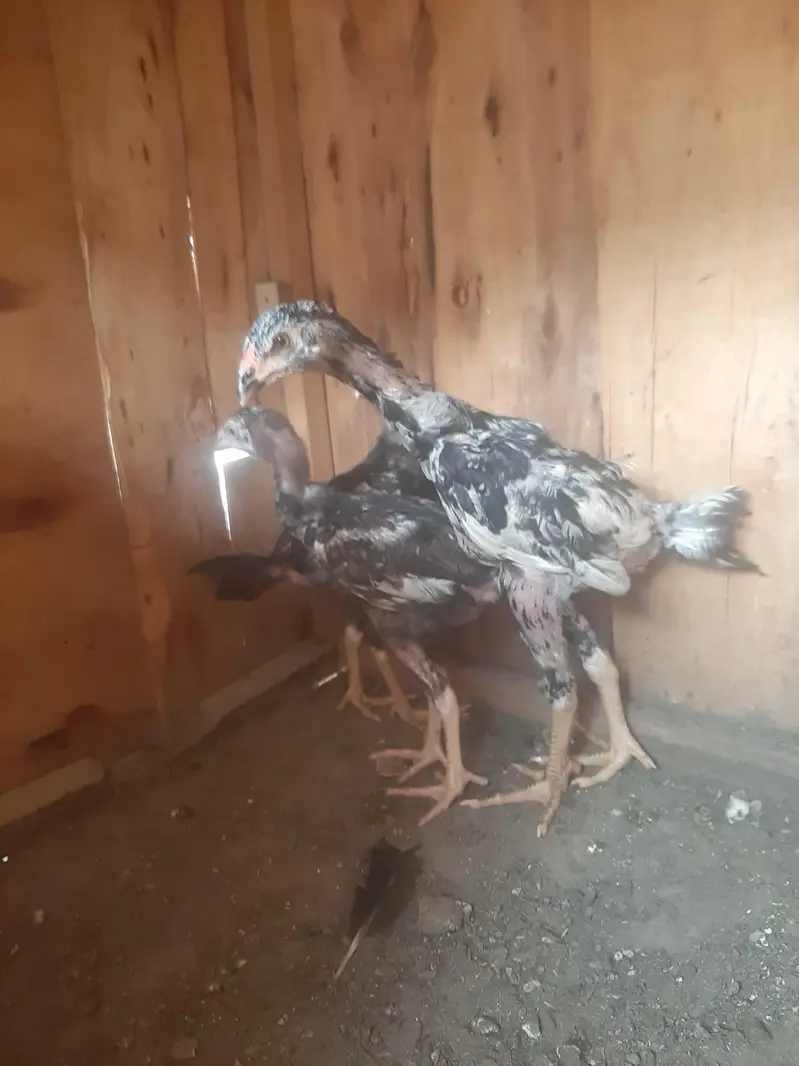 imported chicks — photo 3