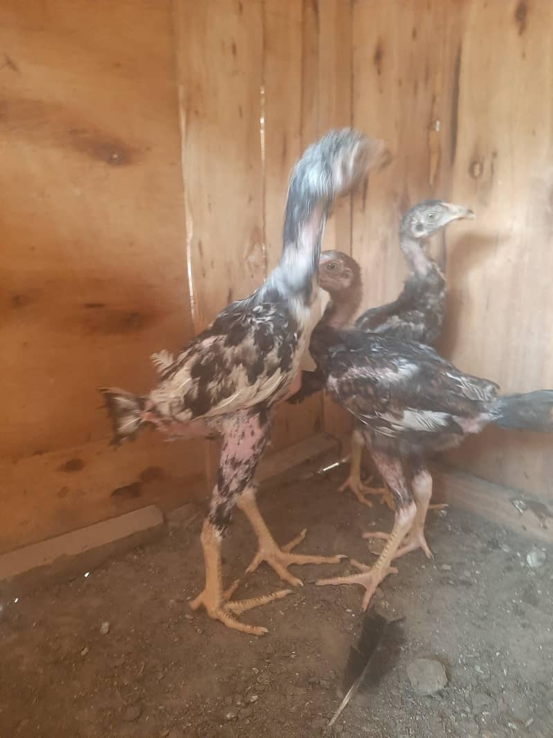 imported chicks 3