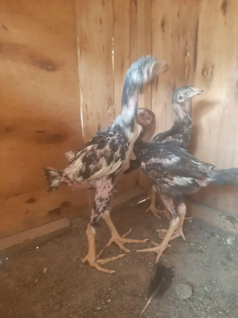 imported chicks — photo 4