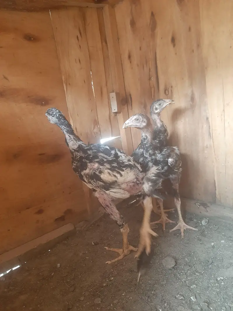 imported chicks — photo 5