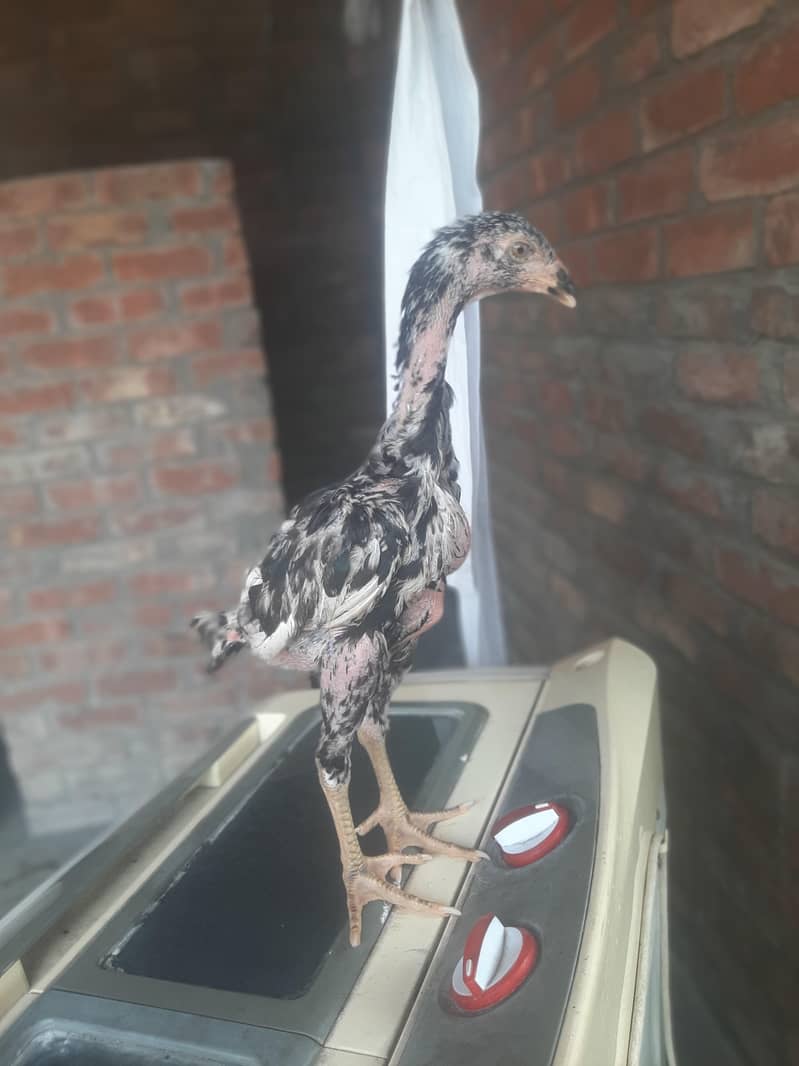 imported chicks 6