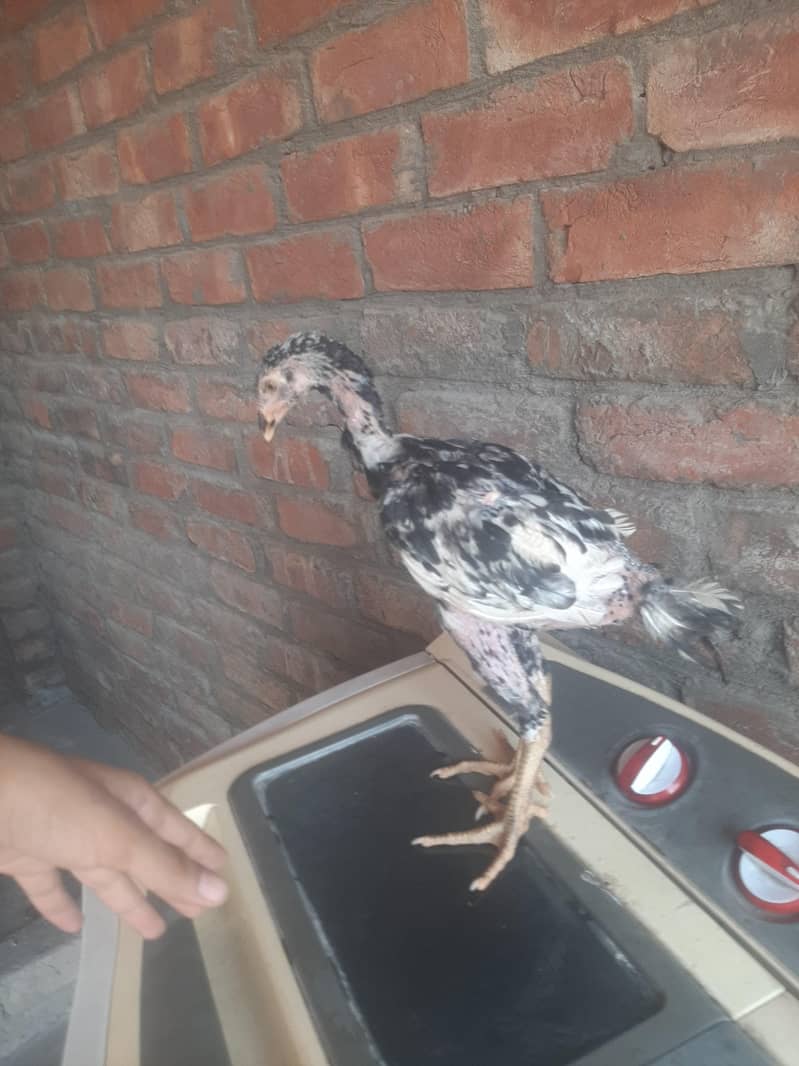 imported chicks 7