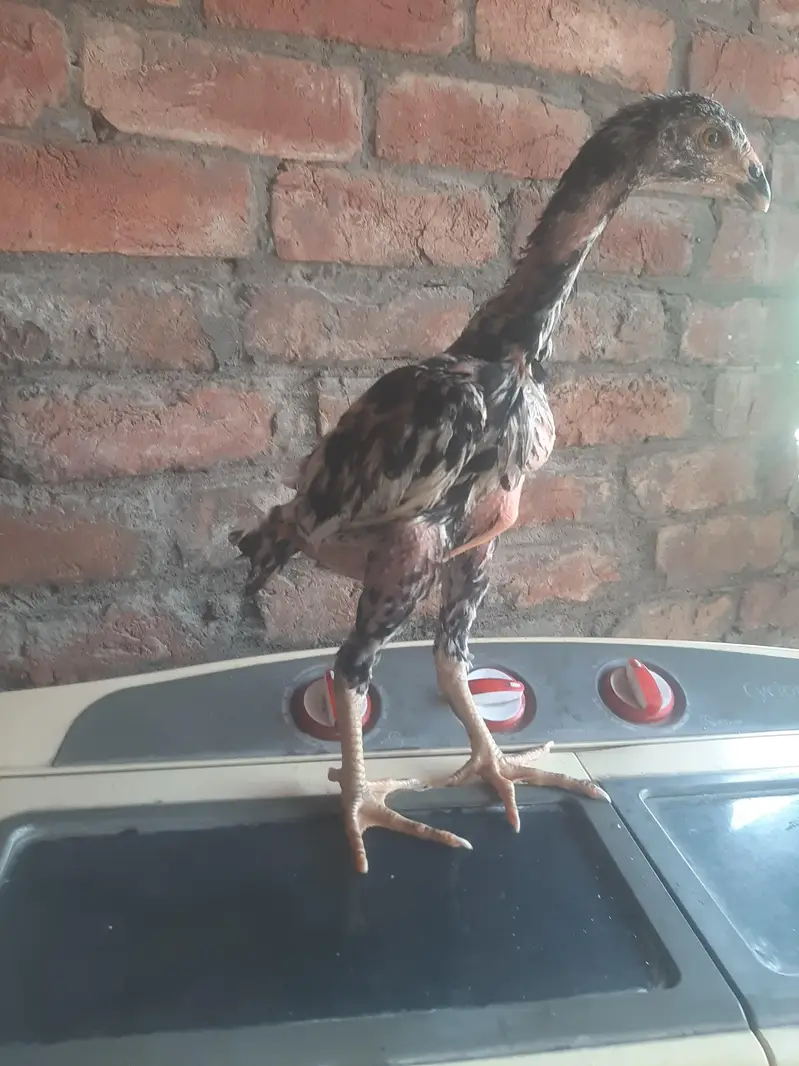 imported chicks — photo 9