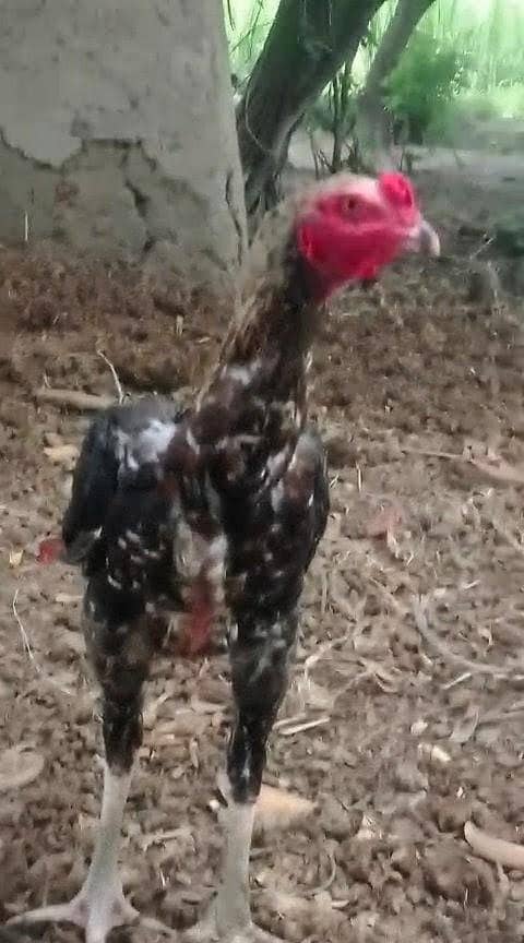 Aseel sindhi patha 0