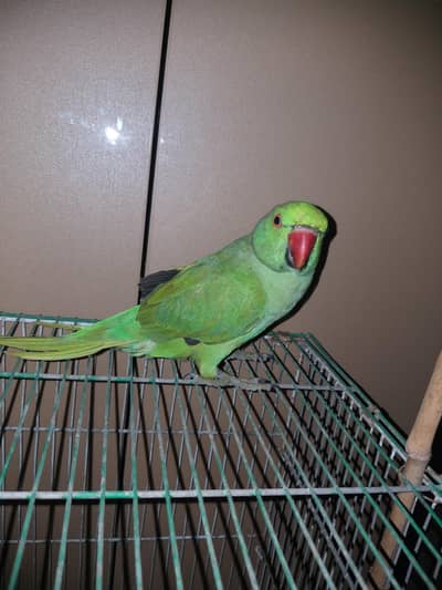 Ringneck parrot male ha