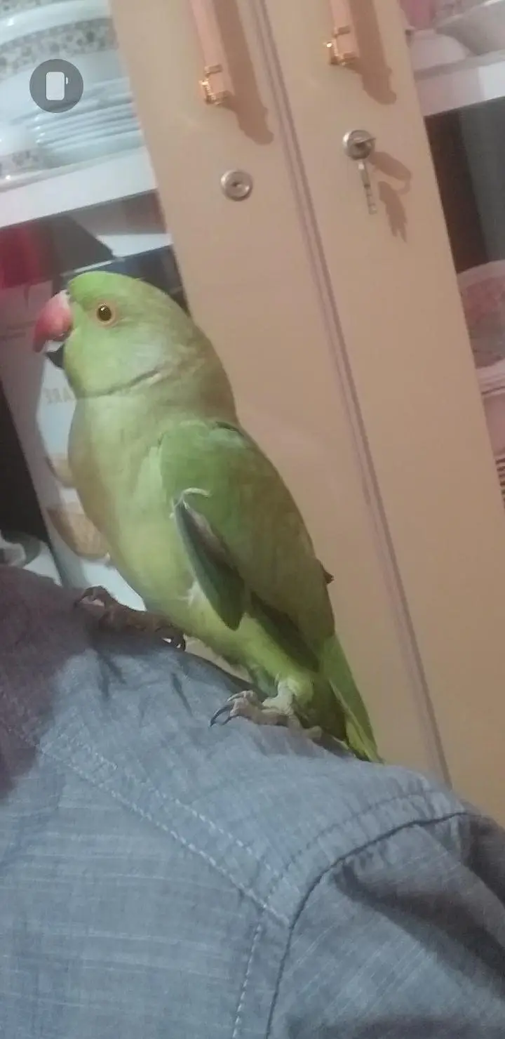 Ringneck parrot male ha — photo 2