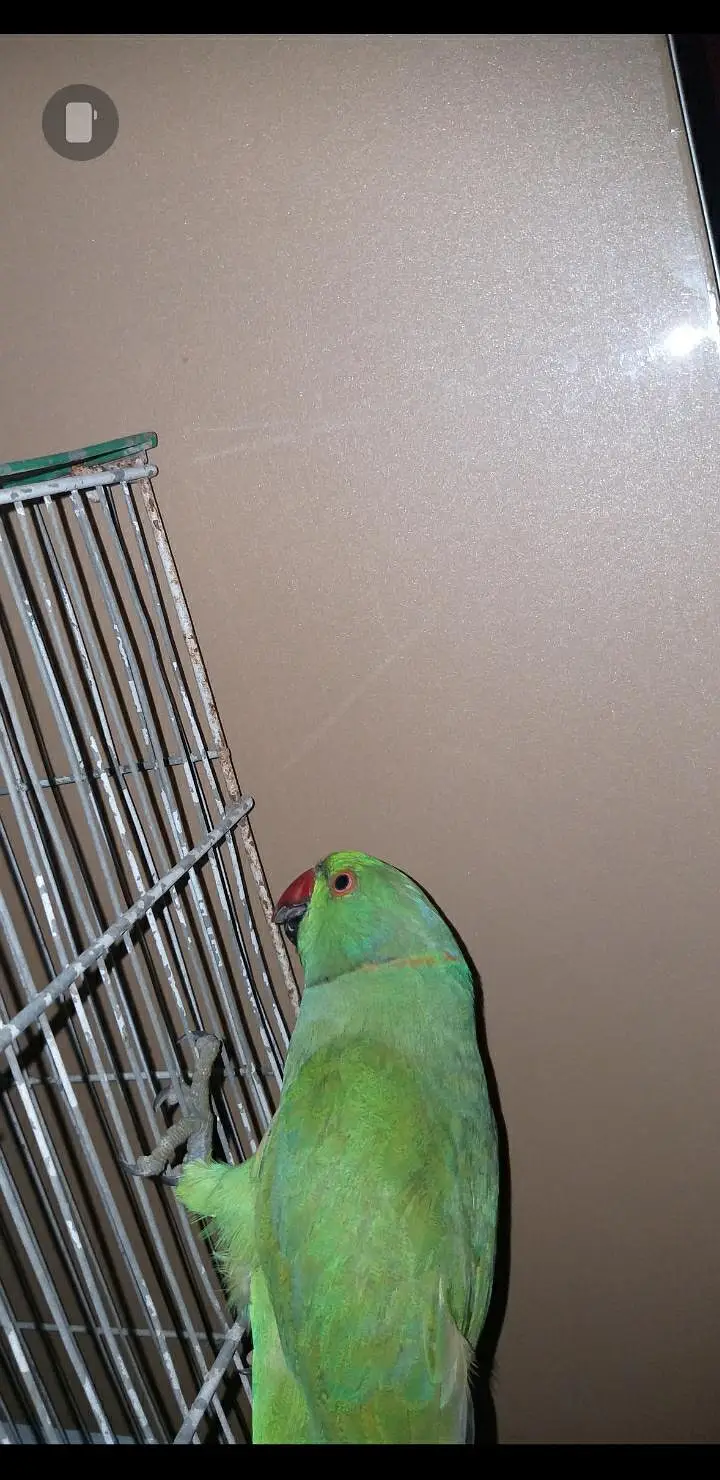 Ringneck parrot male ha — photo 3