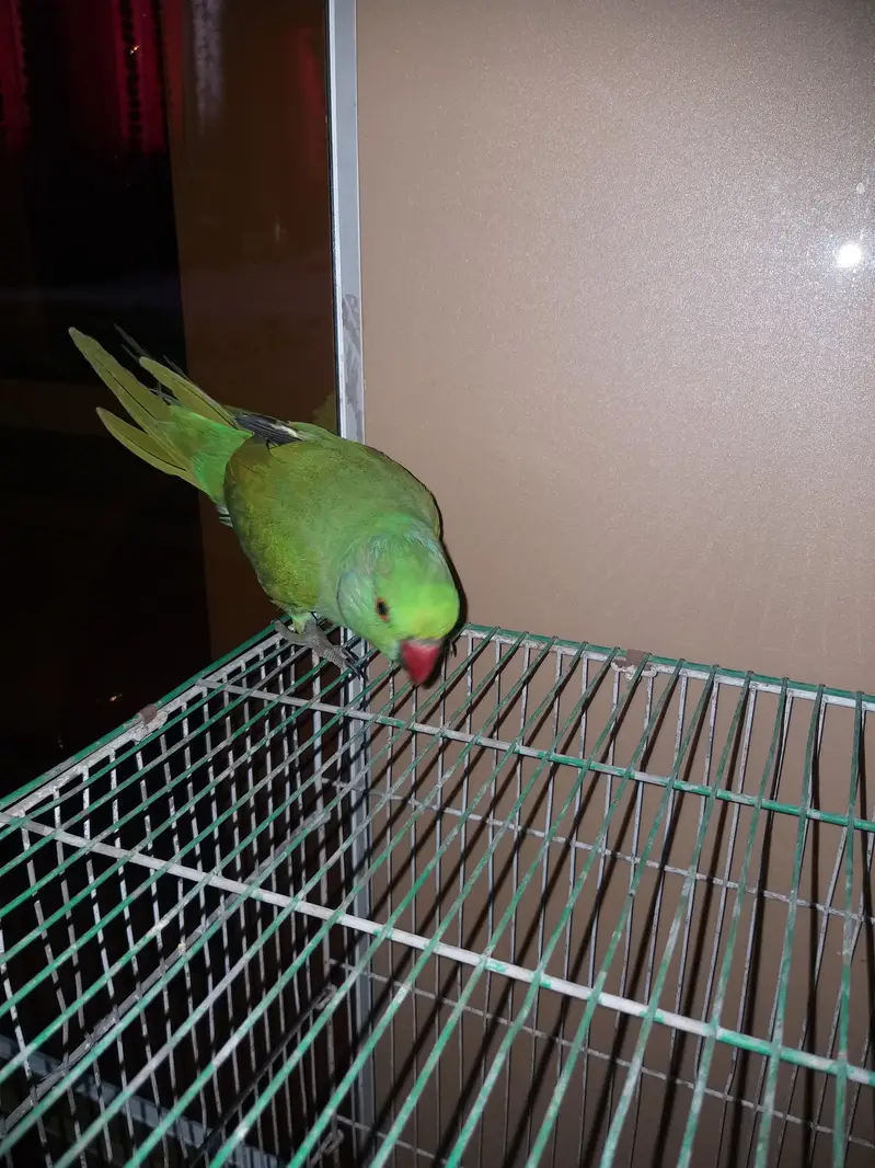 Ringneck parrot male ha — photo 4