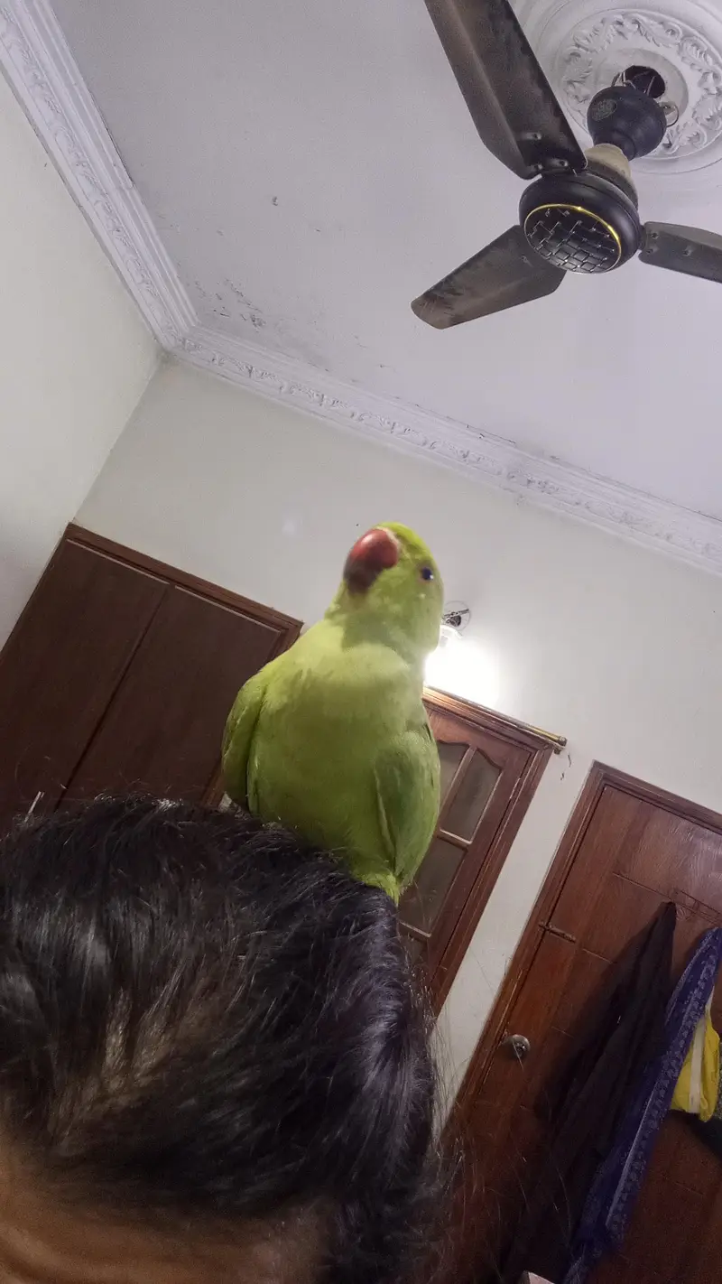 Bhut masoom hai bhut friendly — photo 2