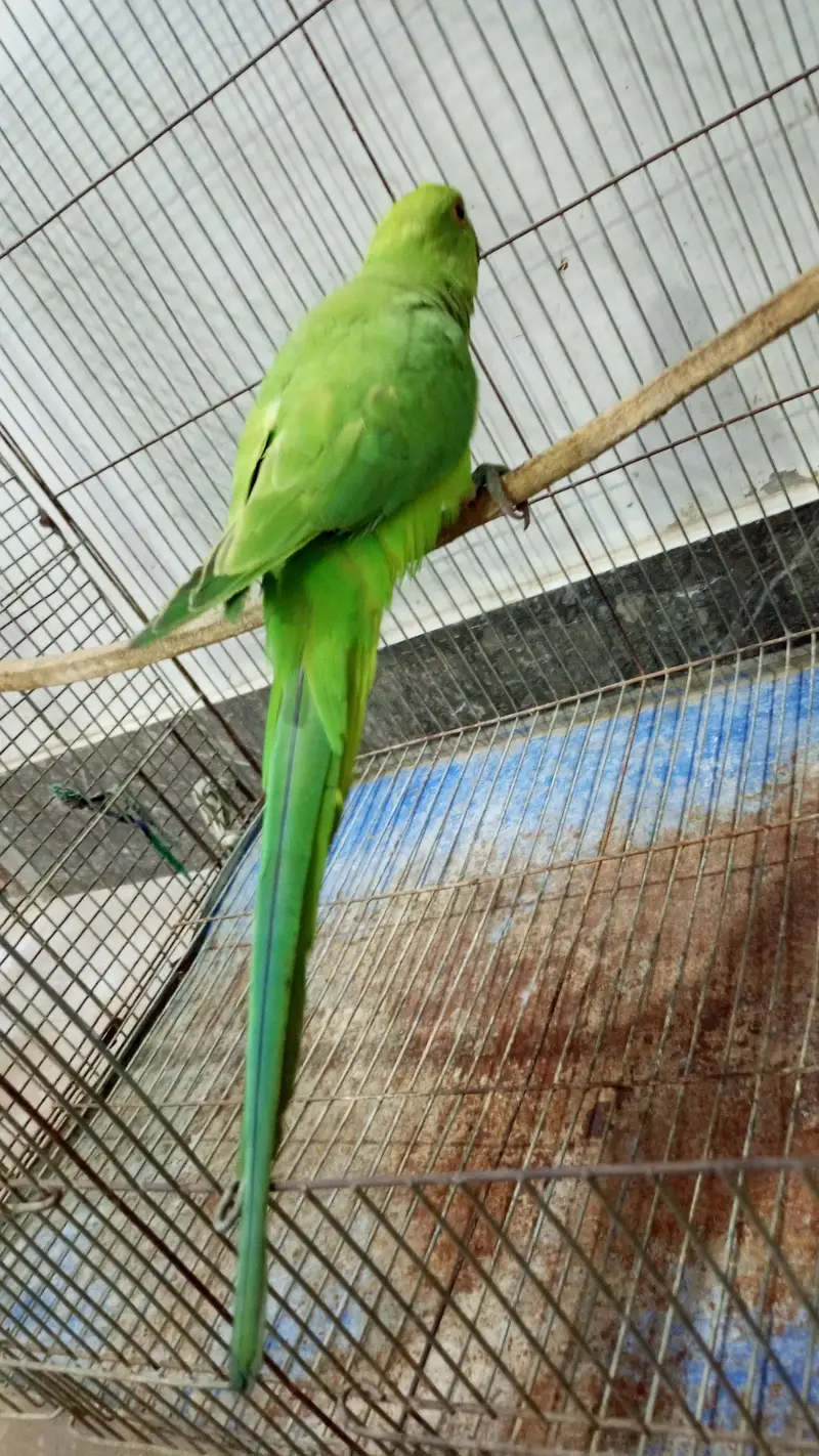 Bhut masoom hai bhut friendly — photo 5
