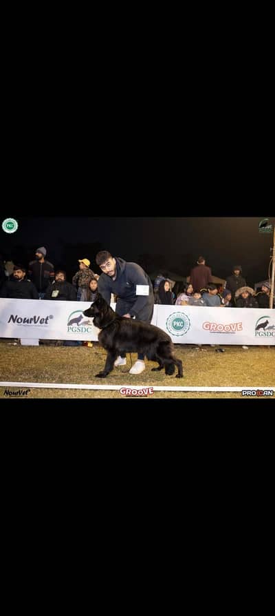 German shepherd proper long coat ha
