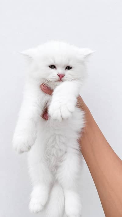 Pure White baby cats for sale