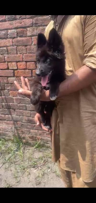 Odd eyes ,black German shepherd male pup
