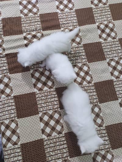 Persian Kitten Age 25 Days