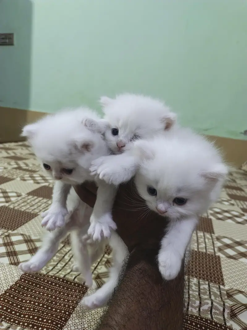 Persian Kitten Age 25 Days — photo 2