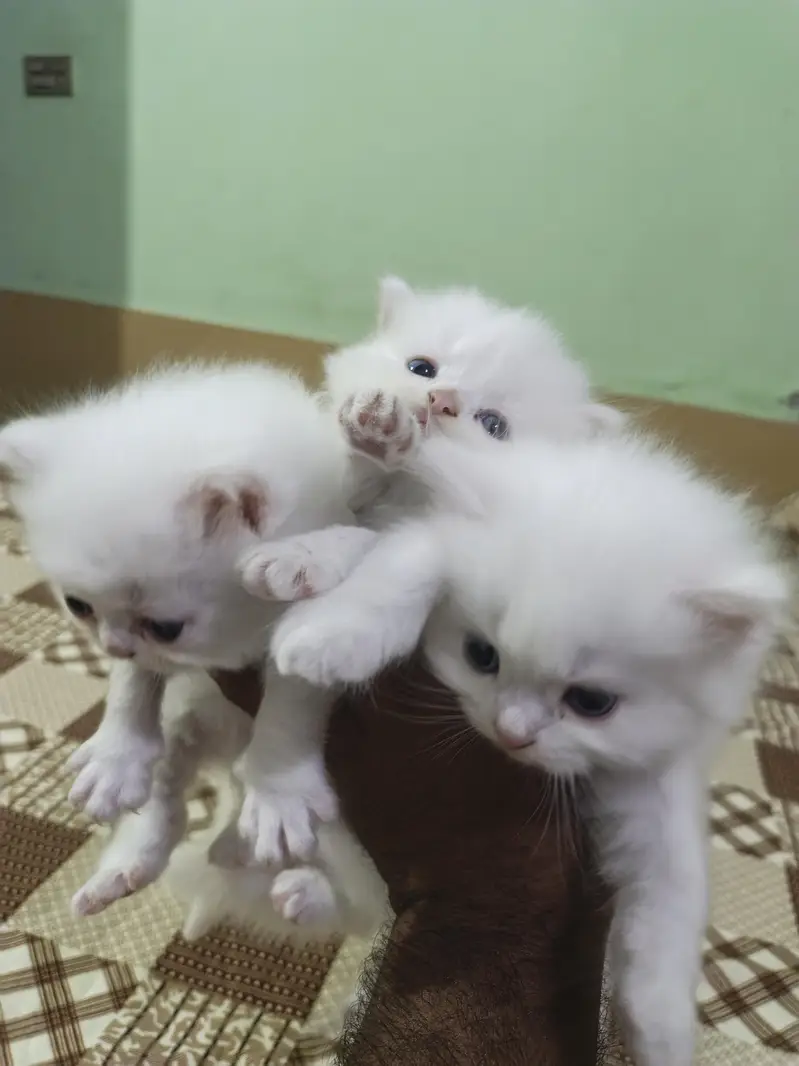 Persian Kitten Age 25 Days — photo 3
