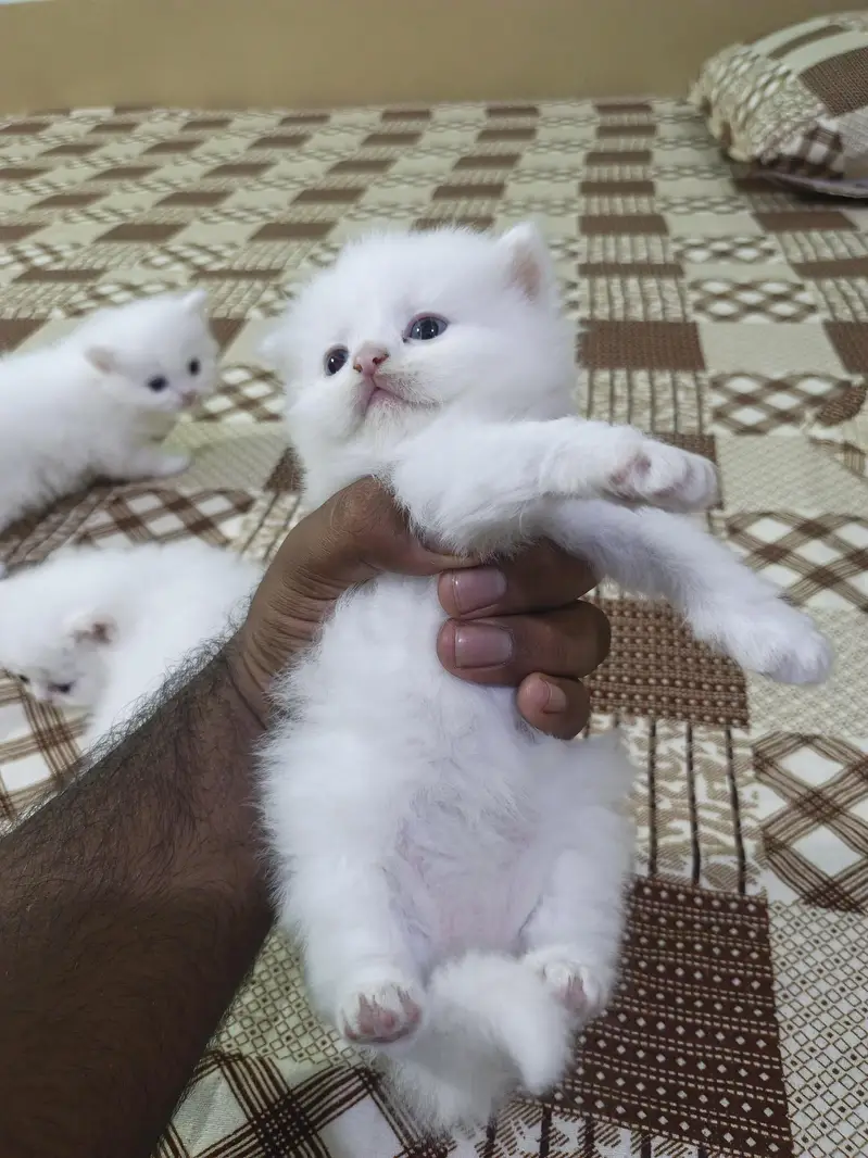 Persian Kitten Age 25 Days — photo 4