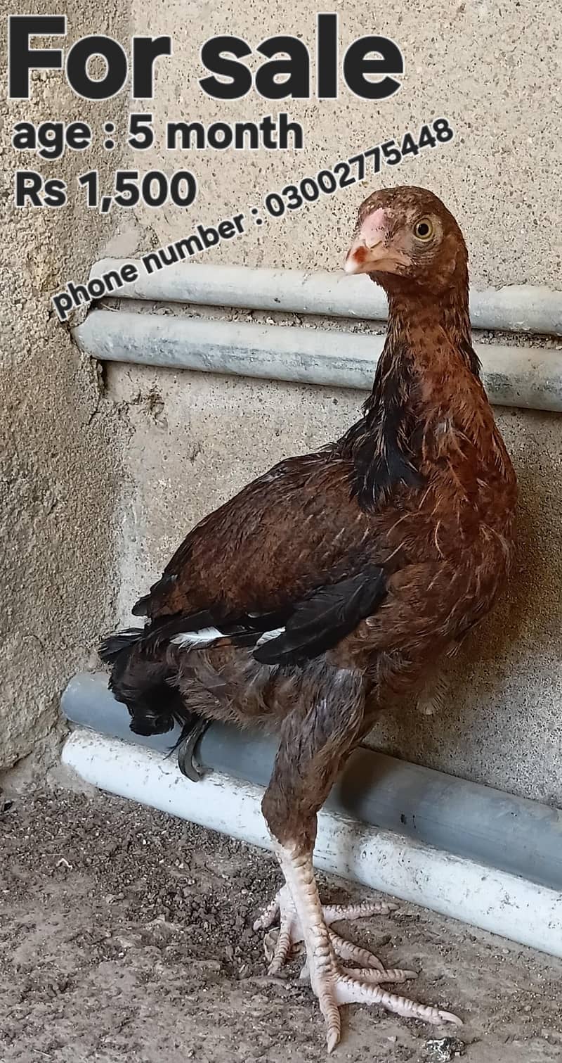 اصیل میاں والی کے 5 ماہ کے صحت مند چوزے فروخت کے لیے 4
