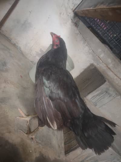 Bangam Cras