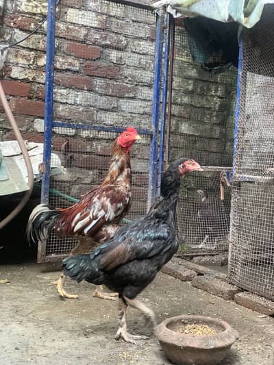 Aseel pair + 6 chicks for sale