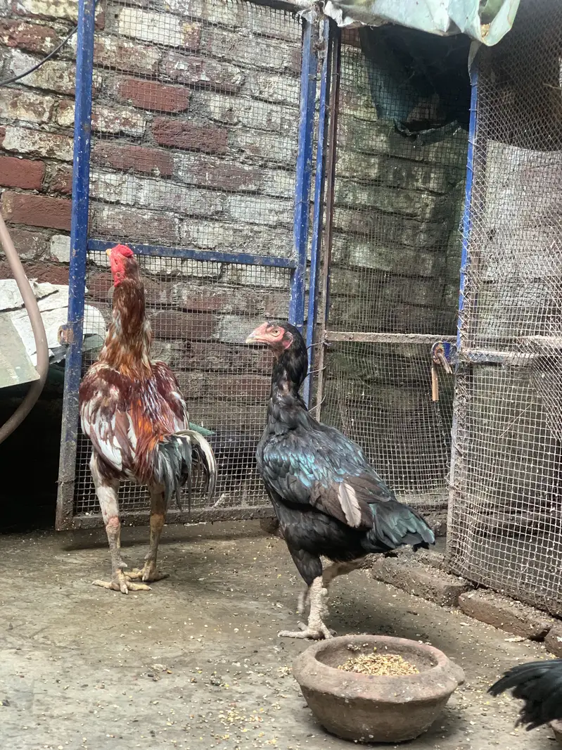 Aseel pair + 6 chicks for sale — photo 2