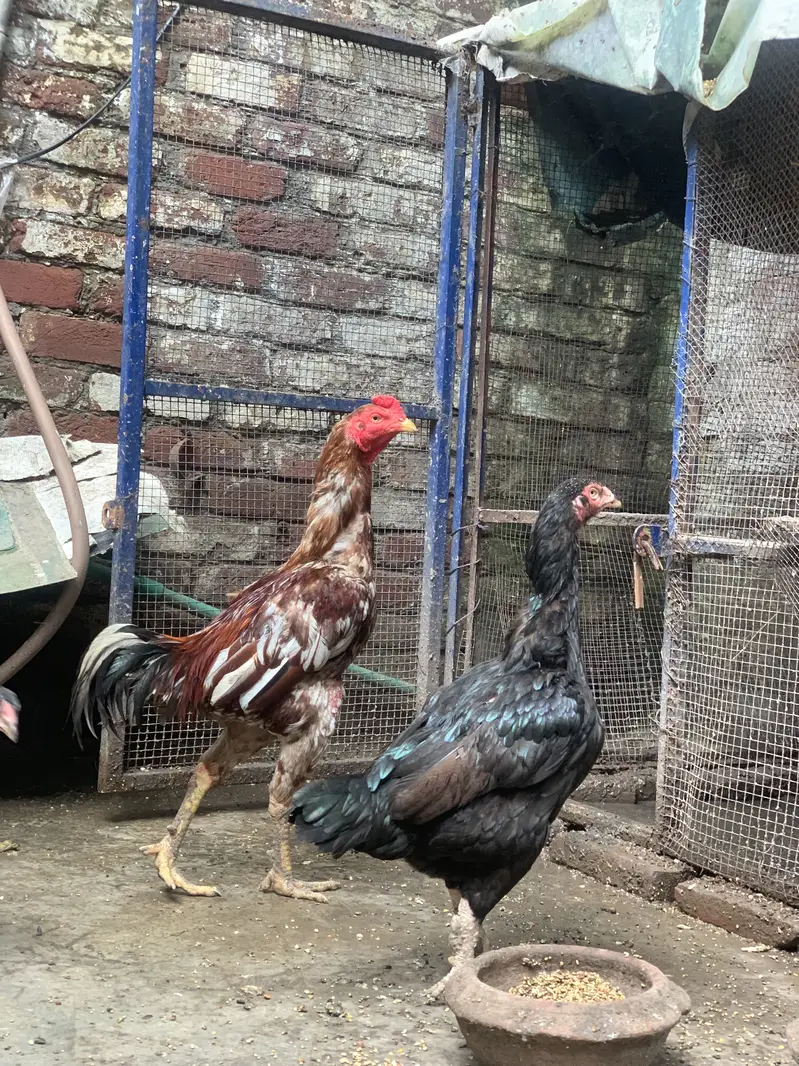 Aseel pair + 6 chicks for sale — photo 3