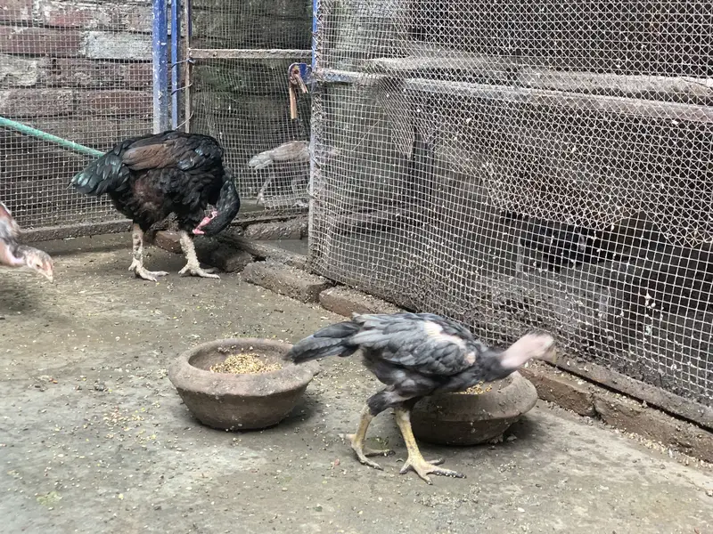Aseel pair + 6 chicks for sale — photo 4