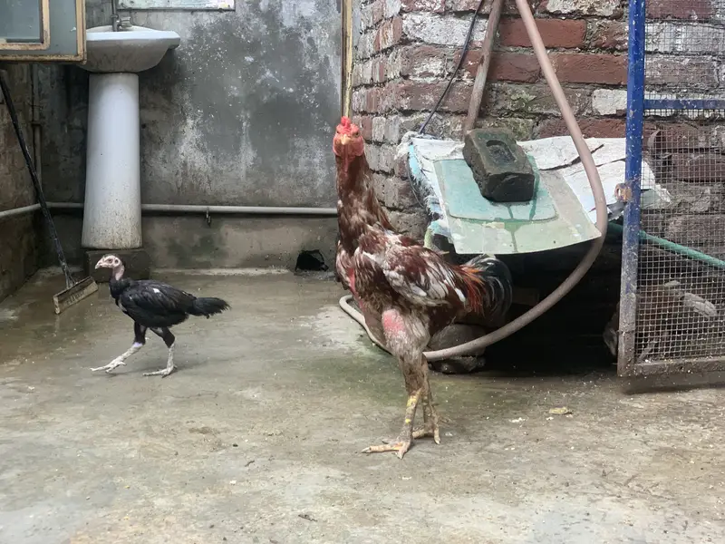 Aseel pair + 6 chicks for sale — photo 5