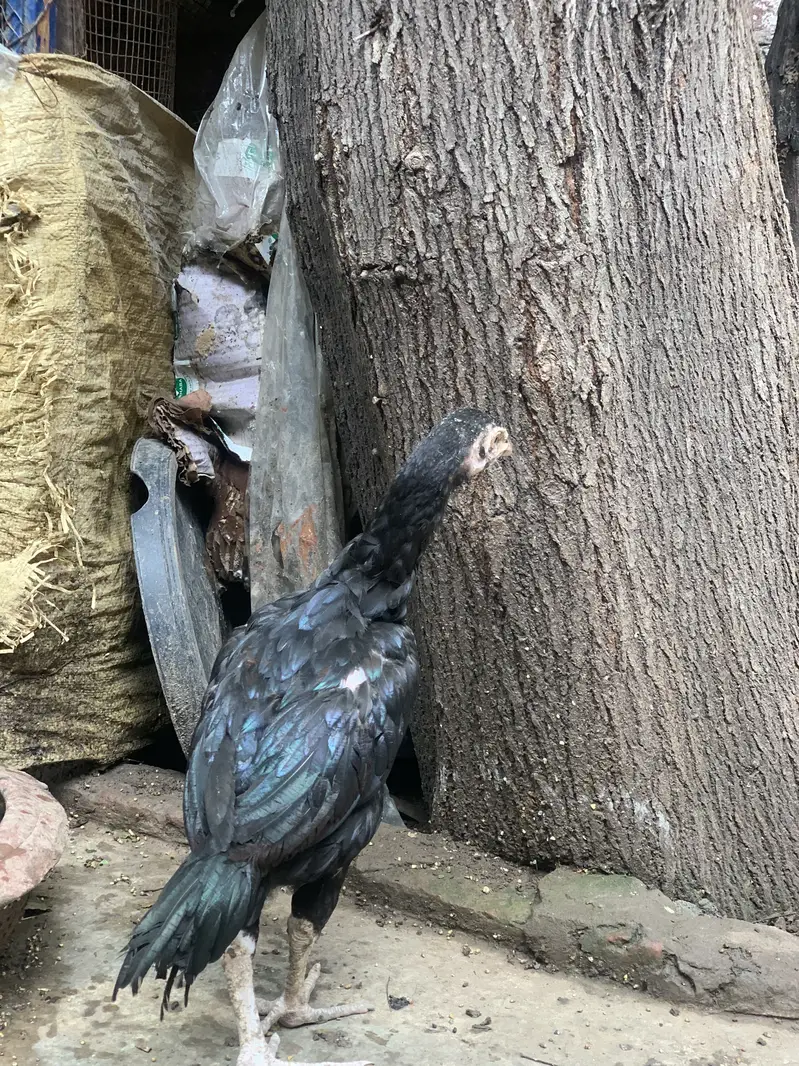 Aseel pair + 6 chicks for sale — photo 6