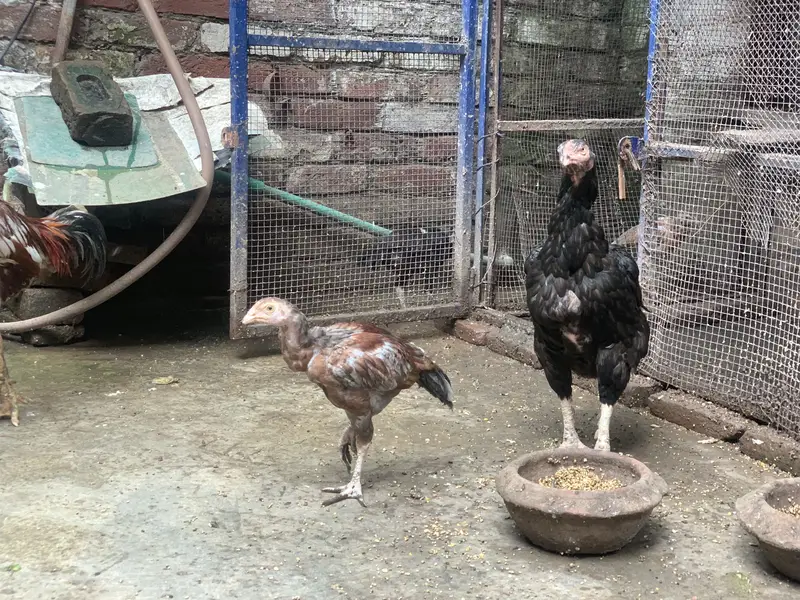 Aseel pair + 6 chicks for sale — photo 7