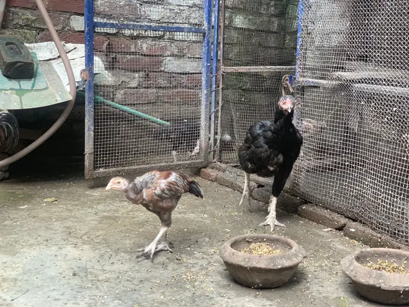 Aseel pair + 6 chicks for sale — photo 8