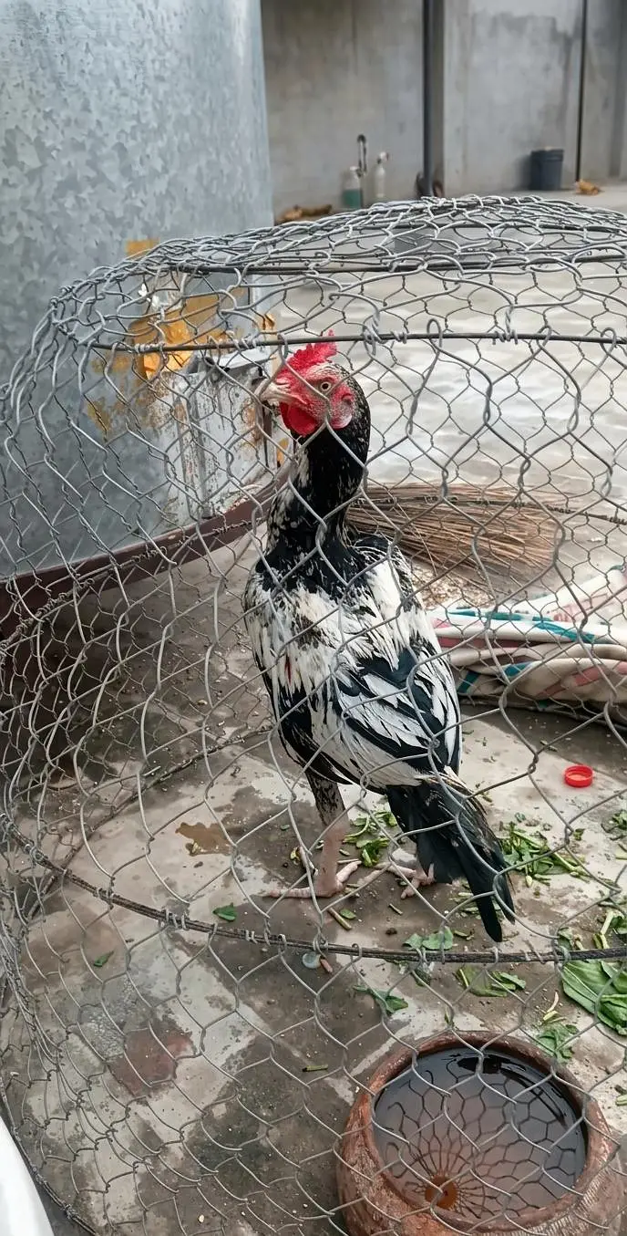 Aseel pair for sale — photo 2