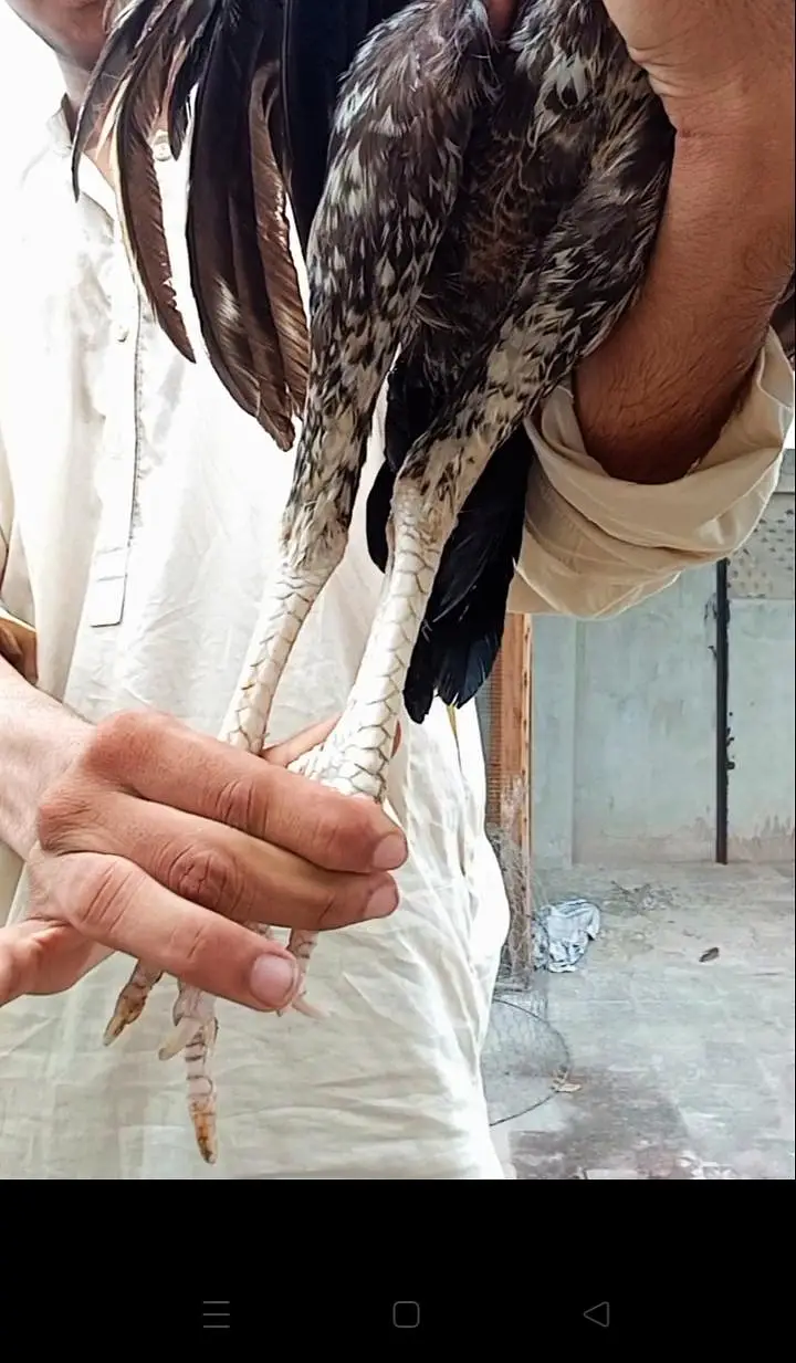 Aseel pair for sale — photo 3