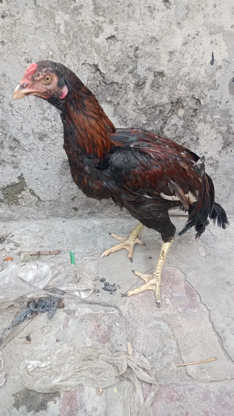 Aseel murga — photo 3