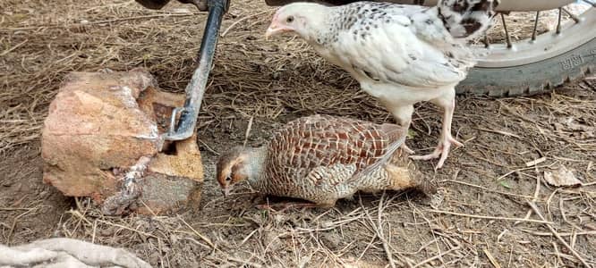Female teetar for sale